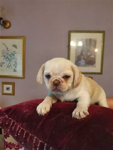 PUG PUPPIES FOR REHOMING image 2
