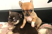 $500 : Lovely Chihuahua available thumbnail