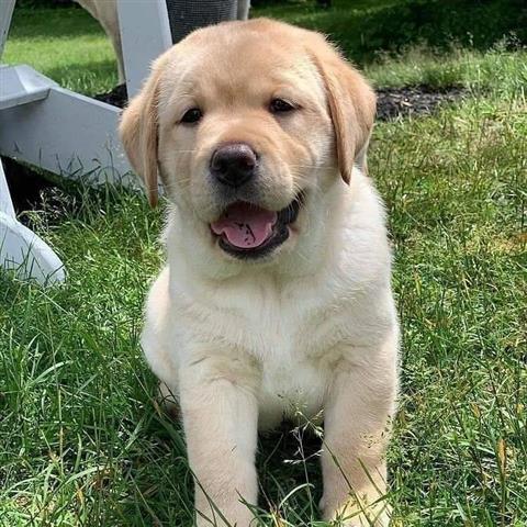 $1200 : Labrador retriever puppy image 2