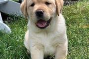 $1200 : Labrador retriever puppy thumbnail