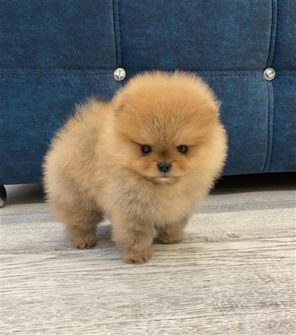 $410 : Teacup Pomeranian For Sale image 2