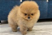 $410 : Teacup Pomeranian For Sale thumbnail