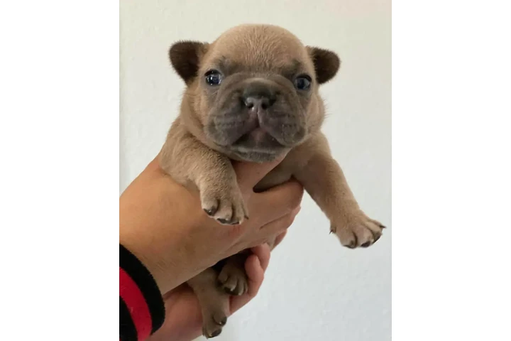 $350 : Cachorro Bulldog Francés image 1