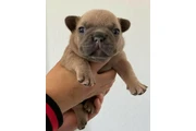 Cachorro Bulldog Francés en New York