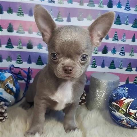 $500 : chihuahua puppies READY NOW image 2