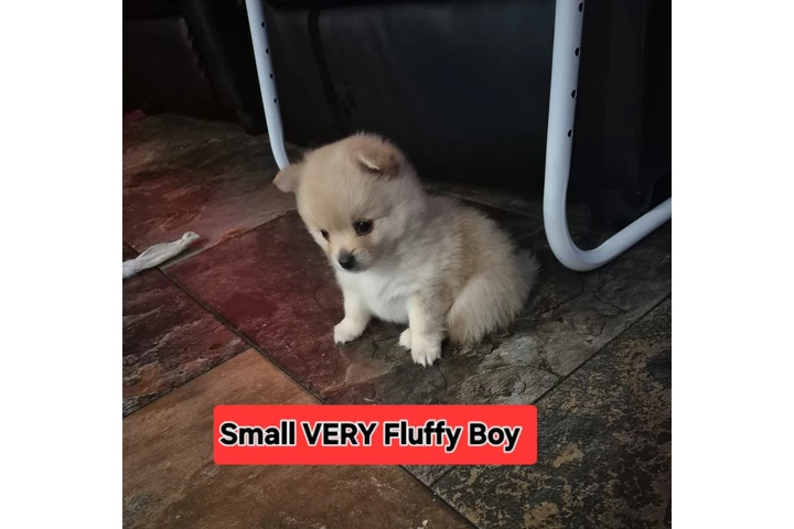 $387 : 2 Tiny Fluffy POMERANIAN image 2