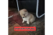 $387 : 2 Tiny Fluffy POMERANIAN thumbnail