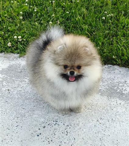 $350 : Cachorro Pomeranian en venta image 2