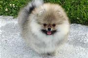 $350 : Cachorro Pomeranian en venta thumbnail