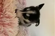 Super Adorable Maltese Puppies thumbnail