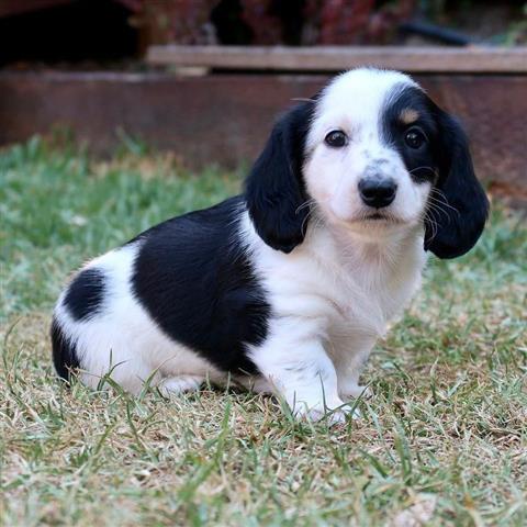 $600 : Adorables cachorros Dachshund image 1