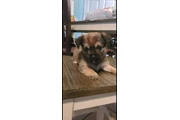 Puppie male en Los Angeles
