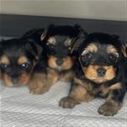 $500 : Hermosos cachorros mini yorkie image 3