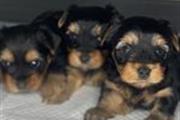 $500 : Hermosos cachorros mini yorkie thumbnail