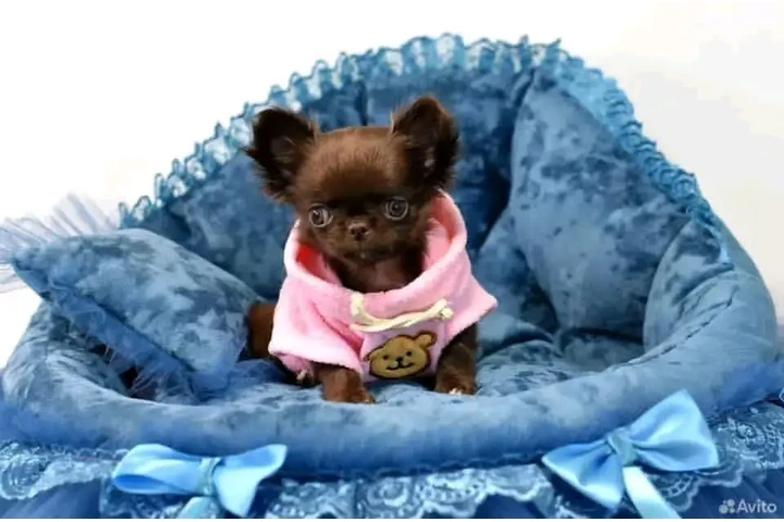 $350 : CHIHUAHUA image 4