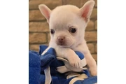 CACHORROS CHIHUAHUA