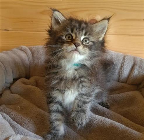 $600 : Encantador gatito Maine Coon a image 3