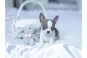 $350 : Cachorros Chihuahua minitoy thumbnail
