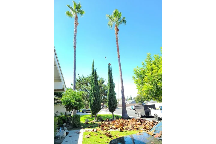 Lorenzo's Tree Services image 6