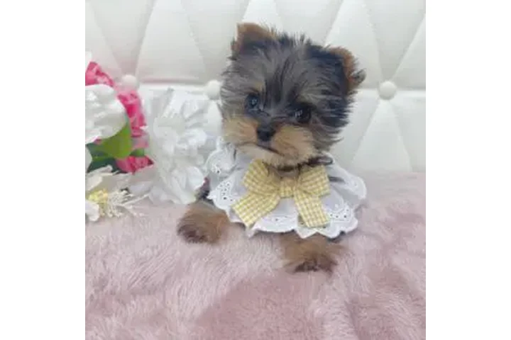 $500 : Adopt teacup yorkies image 1