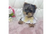 Adopt teacup yorkies en Las Vegas