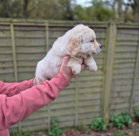 $350 : Dos cachorros Golden Retriever image 2