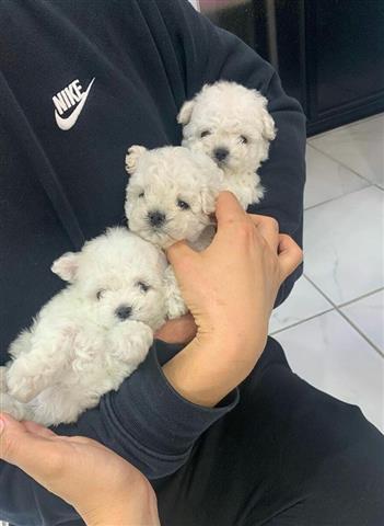 $400 : Maltese puppies available image 2