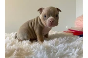$350 : cachorros matones thumbnail