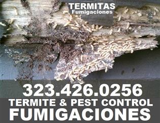 Home Inspector-Termite 24/7. image 2