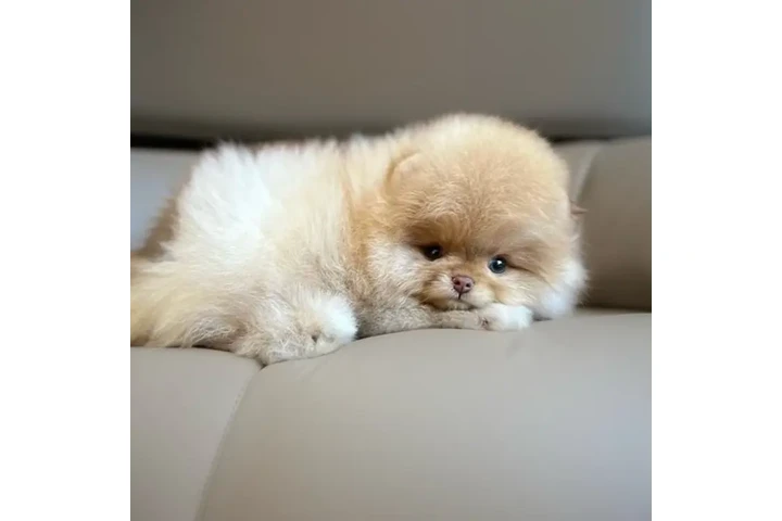 $350 : Pomerania taza de té image 1
