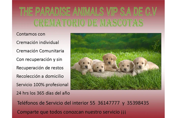 Cremacion para Mascotas image 4