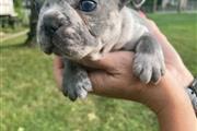 $500 : French bulldog thumbnail