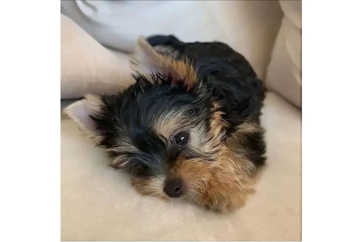 $350 : Cachorros yorkie taza de té image 2