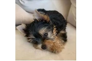 $350 : Cachorros yorkie taza de té thumbnail