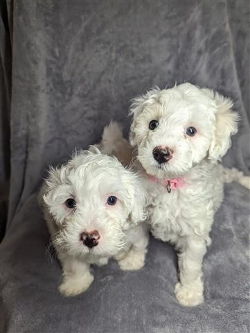 $350 : MALTESE PUPPIES AVAILABLE image 1