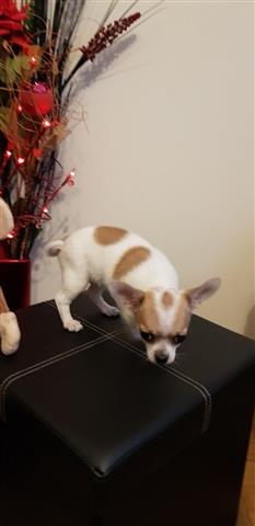 $400 : buy Chihuahua puppies image 1