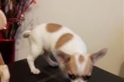 buy Chihuahua puppies en New Hampshire