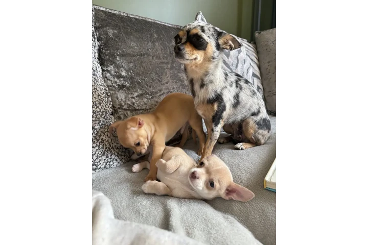 $350 : Chihuahua miniatura image 1
