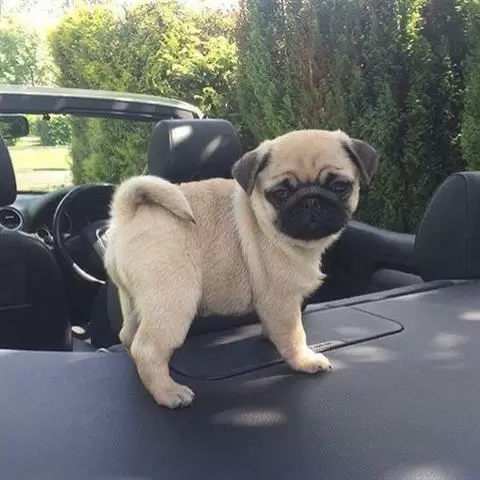 $400 : Tested Pug puppies image 1