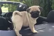 Tested Pug puppies en Charleston