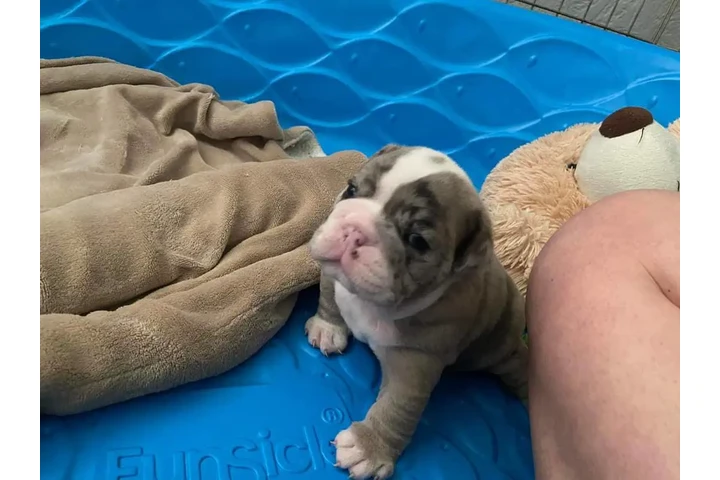 $350 : Bulldog inglés image 2