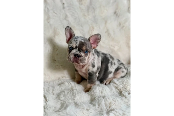 $1500 : French bulldog image 5