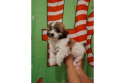 Shihtzu maltes male en Los Angeles