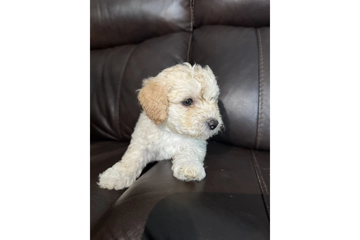 $500 : Vendo hermosas perritas bichon image 4