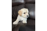 $500 : Vendo hermosas perritas bichon thumbnail