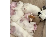 chihuahua en venta