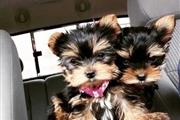 Adorables Cachorros AKC Yorkie
