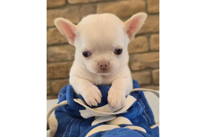 $350 : CACHORROS CHIHUAHUA image 3