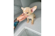 $250 : Chihuahua teacup puppies thumbnail