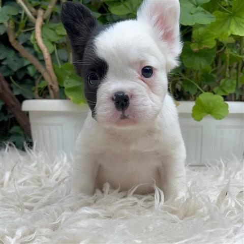 $300 : Pomeranian and French bulldogs image 9